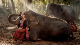 A Guide To The Elephant Sanctuary In Koh Samui